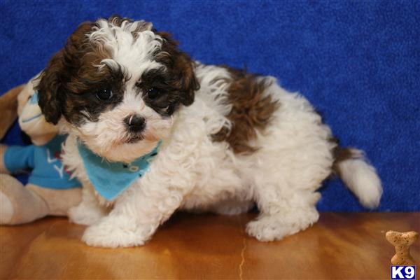 shih tzu mixed with bichon frise puppies